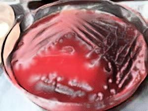 shigella dysenteriae on blood agar medium - laboratory hub - Sh. dysenteriae on blood agar