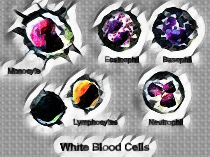 White Blood Cells - Total Leucocyte Count - Total Wbc Count - laboratory hub - Total White Blood Cell Count - Tlc - hematology practicals - Neubauer's Chamber - Hemocytometer