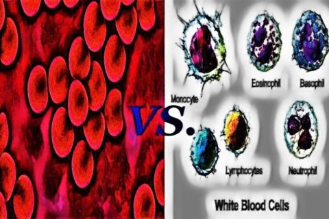 Red Cell Indices - MCV, MCH & MCHC | Laboratory Hub