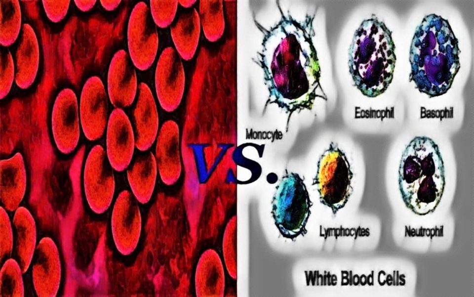 difference between - laboratory hub - difference between red blood cell and white blood cell - hematology practicals - rbc vs wbc - red blood cell and white blood cell difference