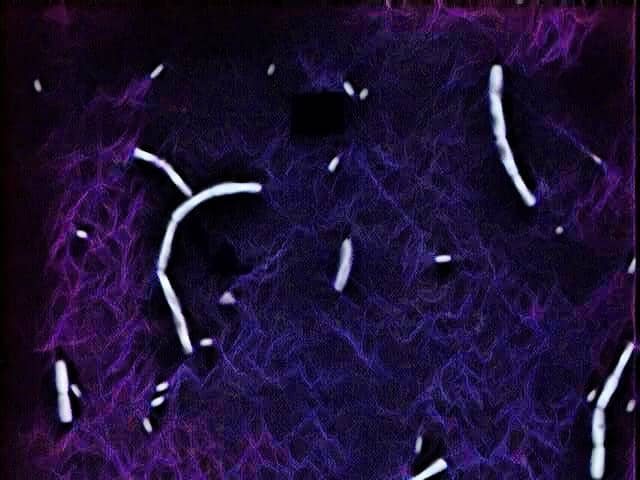 negative staining shows bacilli - laboratory hub - negative stained bacillus - microbiology practicals