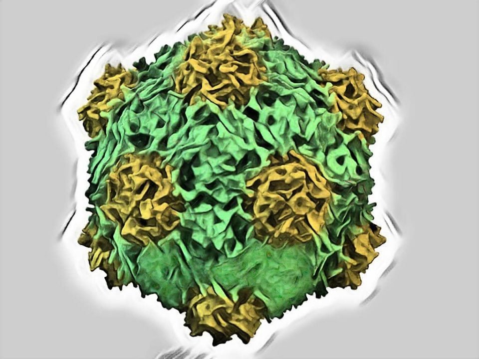 COW PEA MOSAIC VIRUS - BASICS OF VIROLOGY - A QUIZ - BASICS OF VIROLOGY QUIZ - MICROBIOLOGY QUIZ - LABORATORY HUB