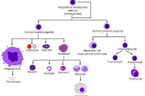 Red Cell Indices - MCV, MCH & MCHC | Laboratory Hub