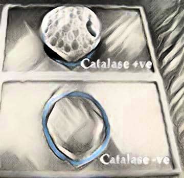 catalase positive result - catalase negative result