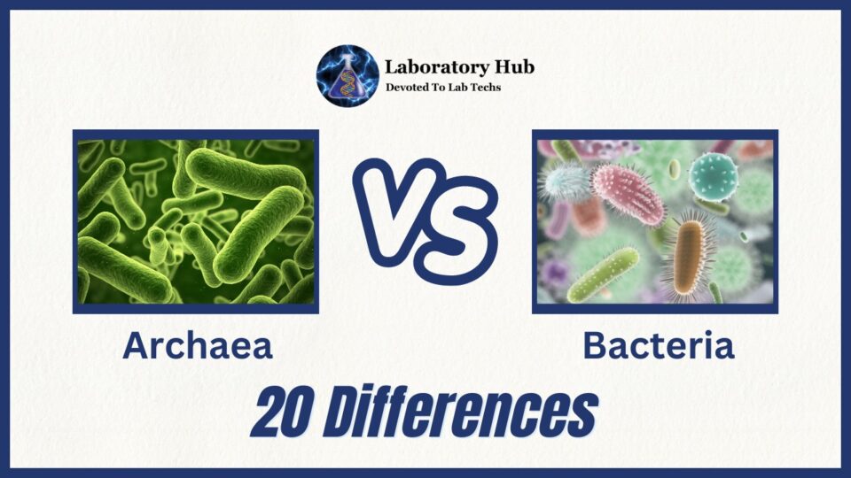 Archaea vs Bacteria- 20 Differences