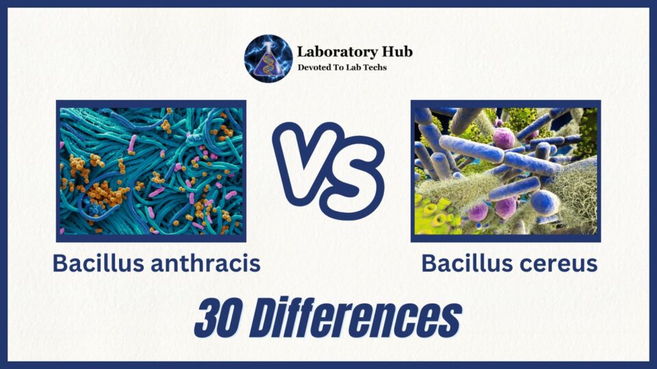 Bacillus anthracis vs Bacillus cereus - 30 Differences