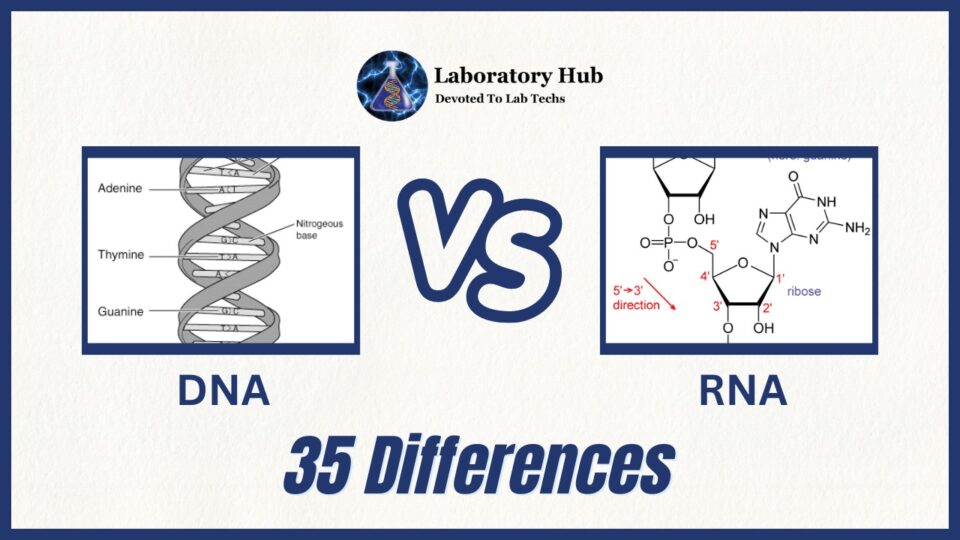 DNA vs RNA- 35 Key Differences