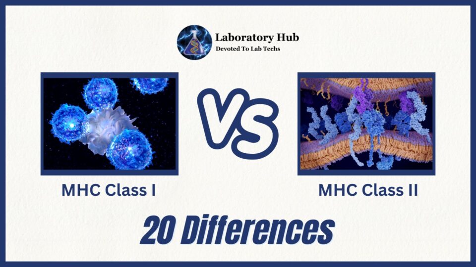 MHC Class I vs Class II- 20 Differences