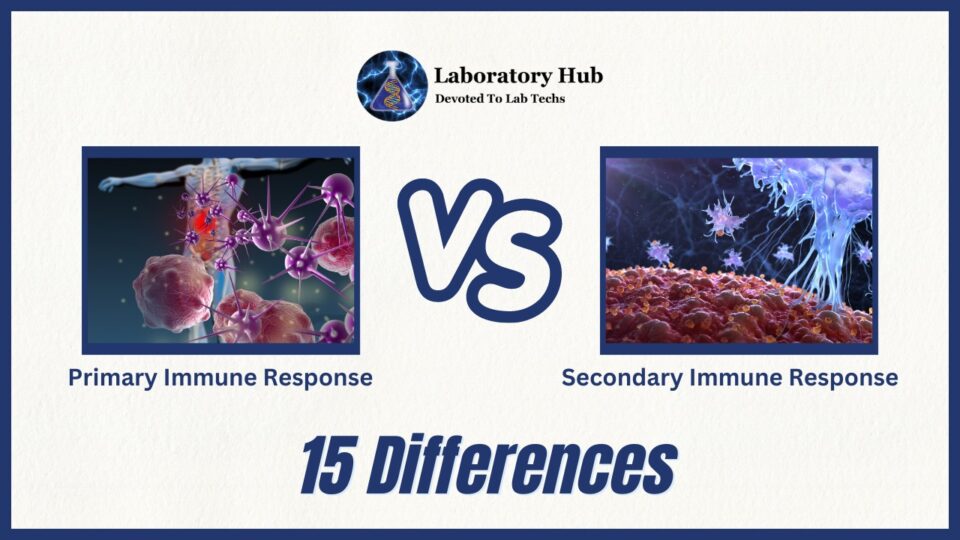 Primary vs Secondary Immune Response- 15 Differences