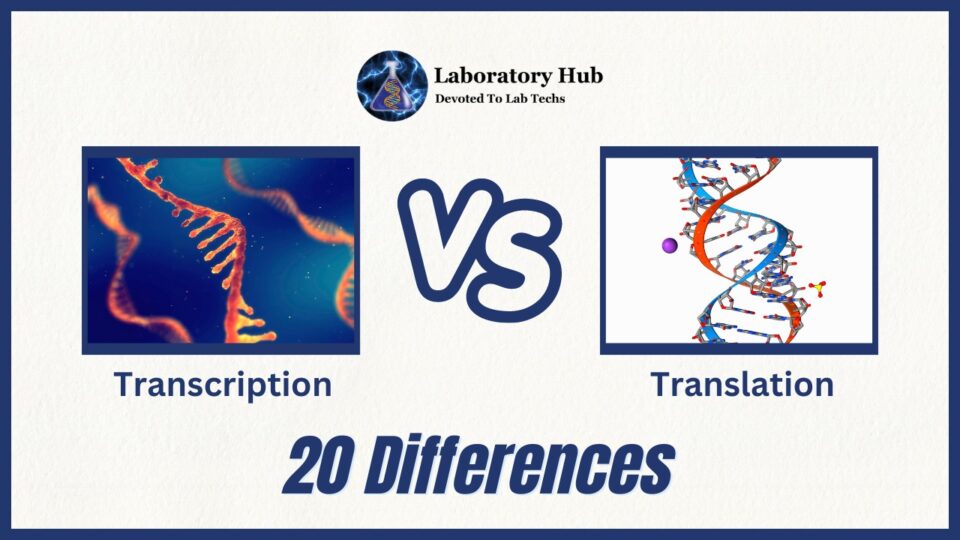 Transcription vs Translation- 20 Differences