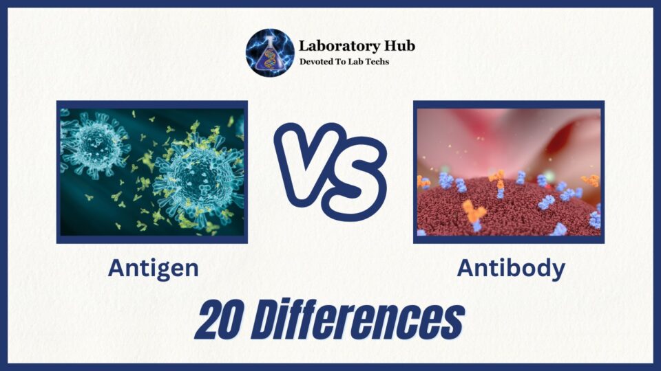 Antigen vs Antibody - 20 Major Differences