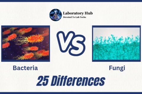 15 Differences Cytokines Vs Chemokines » Laboratory Hub