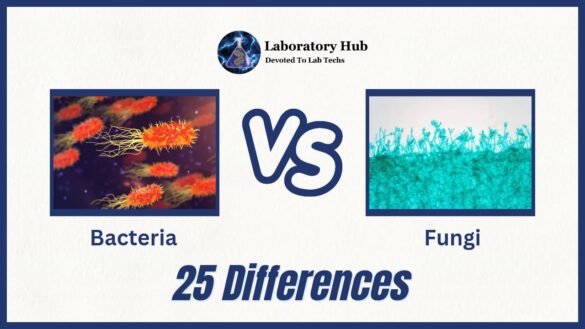 Bacteria vs Fungi- 25 Major Differences | Laboratory Hub