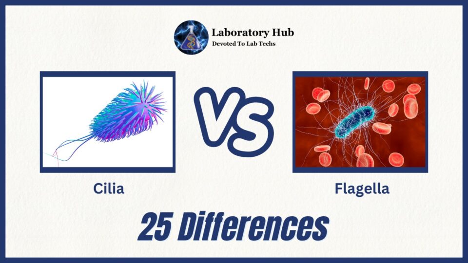 Cilia vs Flagella- 25 Major Differences