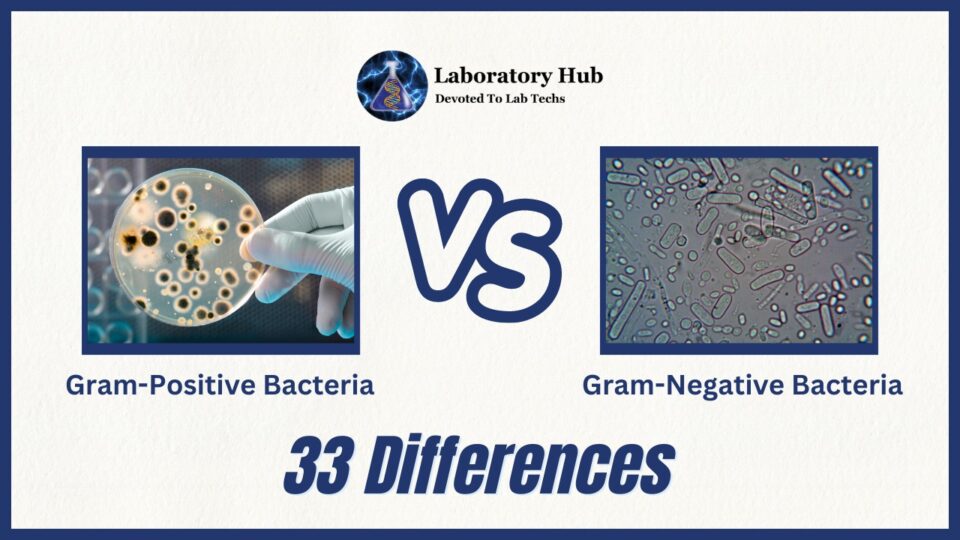 Gram-Positive vs Gram-Negative Bacteria- 33 Differences