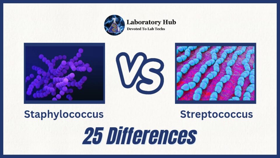 Staphylococcus vs Streptococcus- 25 Major Differences