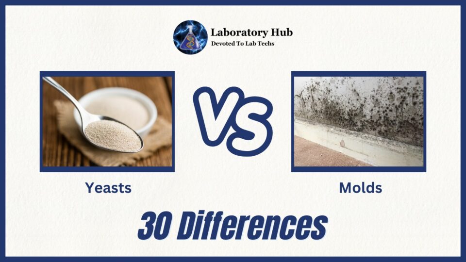 Yeasts vs Molds- 30 Major Differences