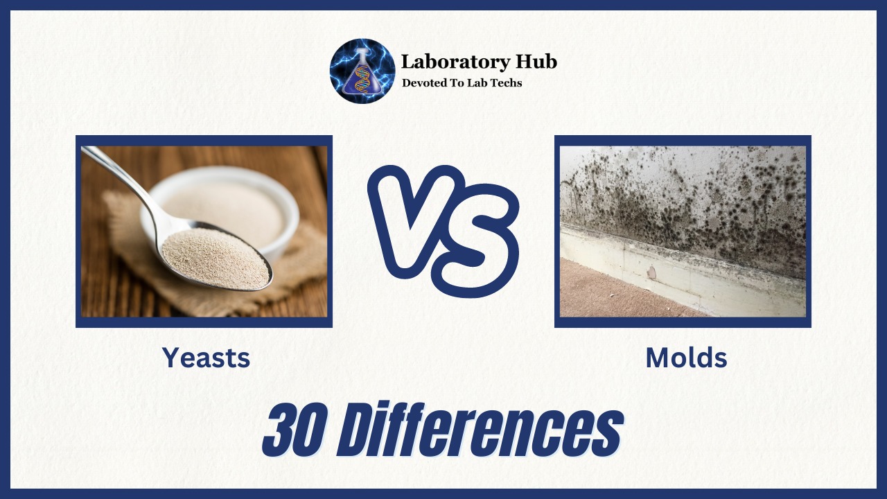 Yeasts Vs Molds 30 Major Differences Laboratory Hub