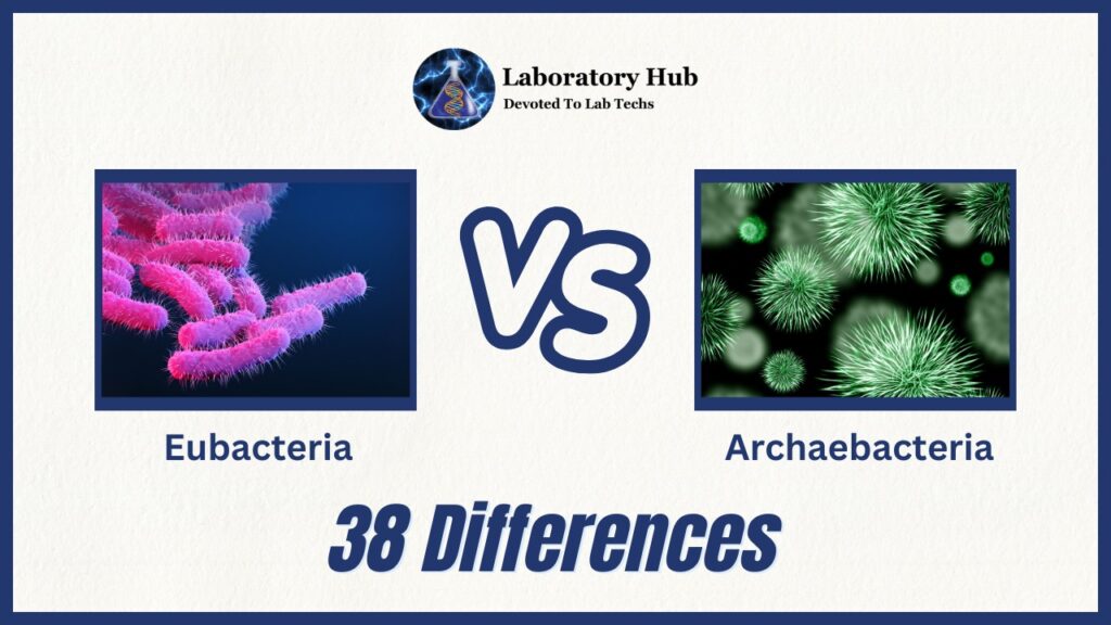 38 Difference Between Eubacteria and Archaebacteria