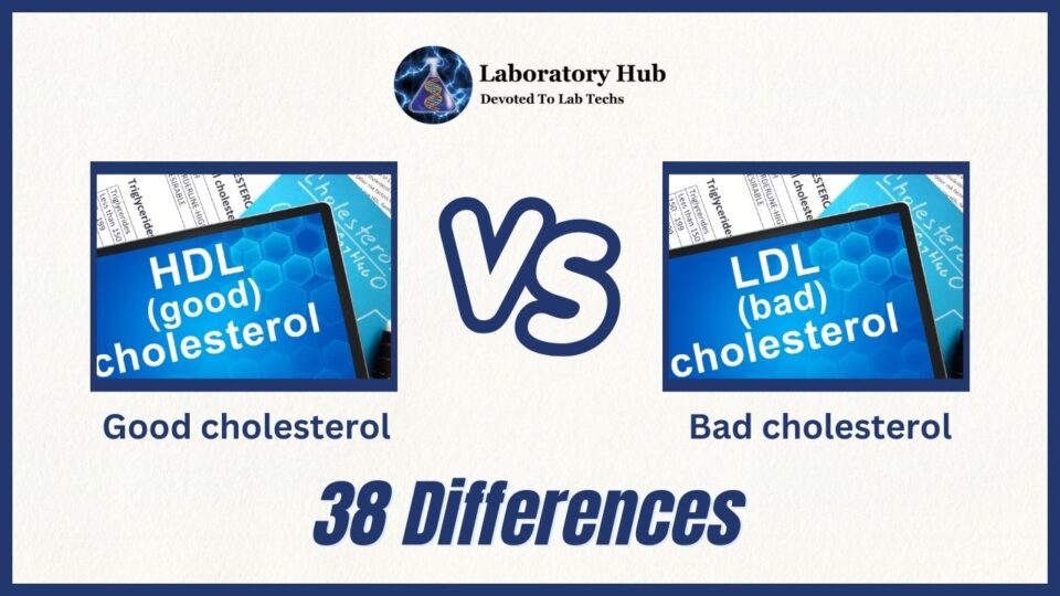 38 differences between good and bad cholesterol